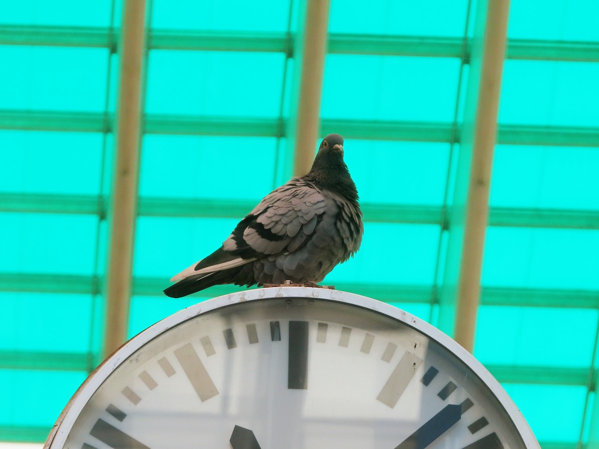 Сизый голубь (Одомашненного типа) - ML618384910