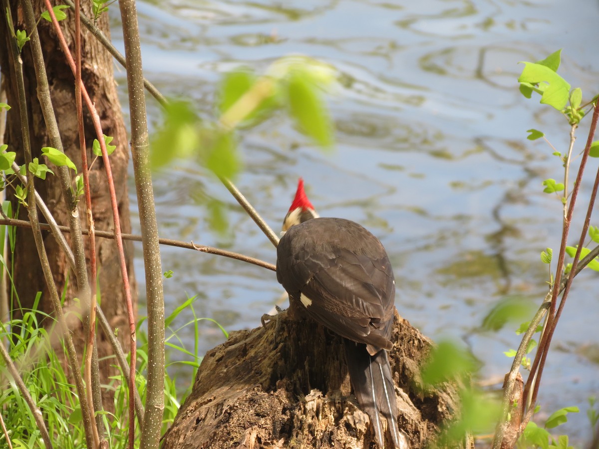 Pileated Woodpecker - ML618384925