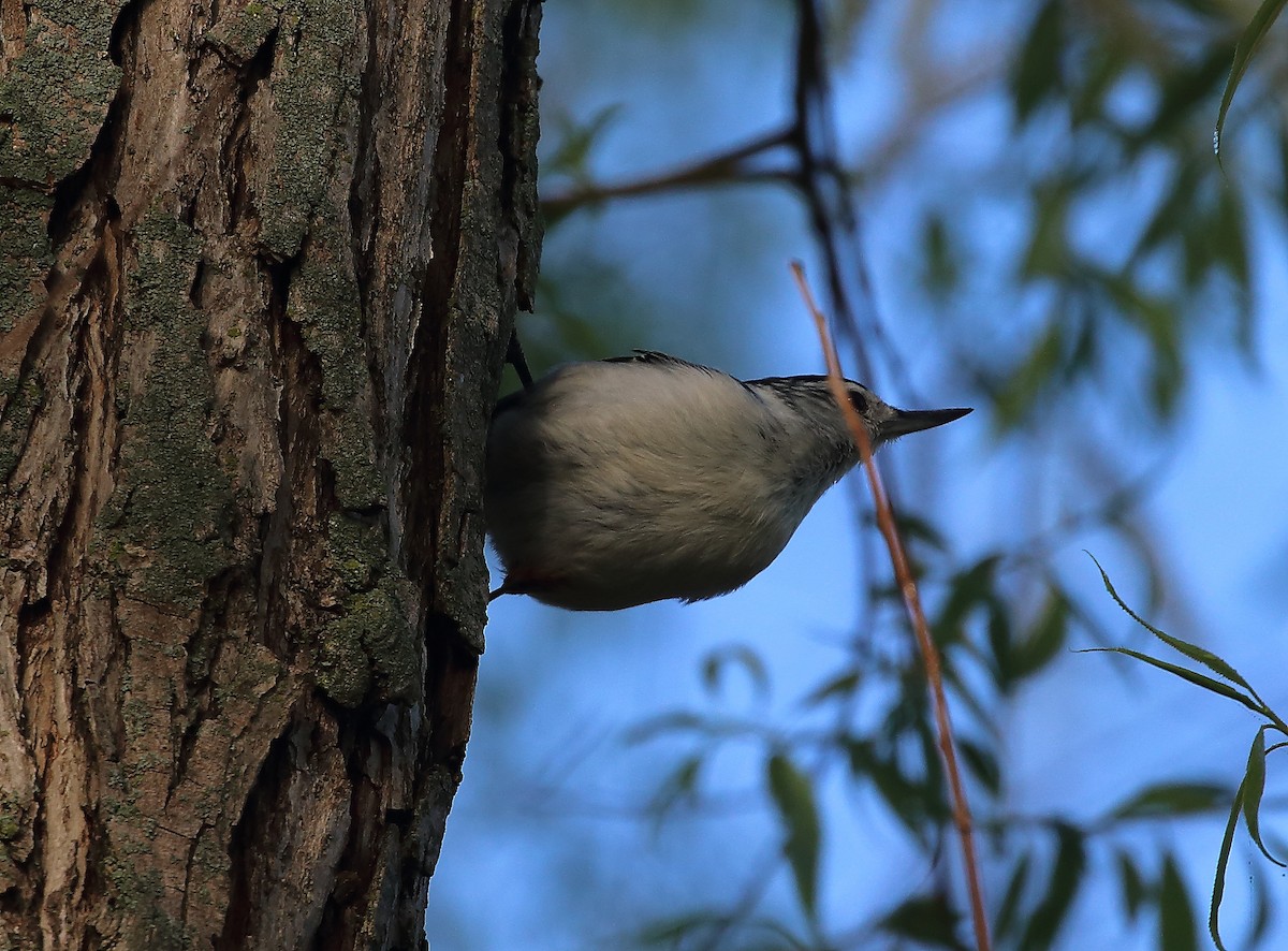 White-breasted Nuthatch - ML618384948