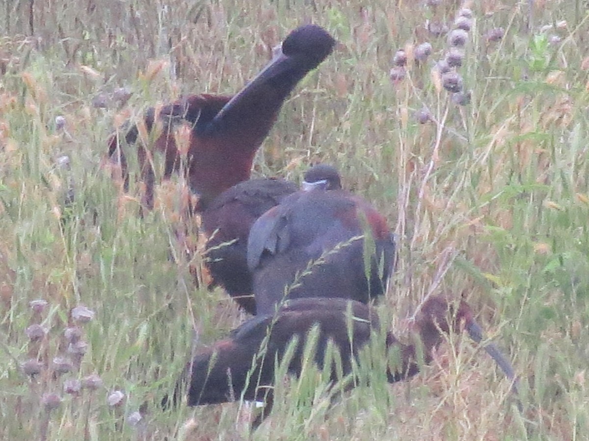 Glossy Ibis - Timothy Fennell
