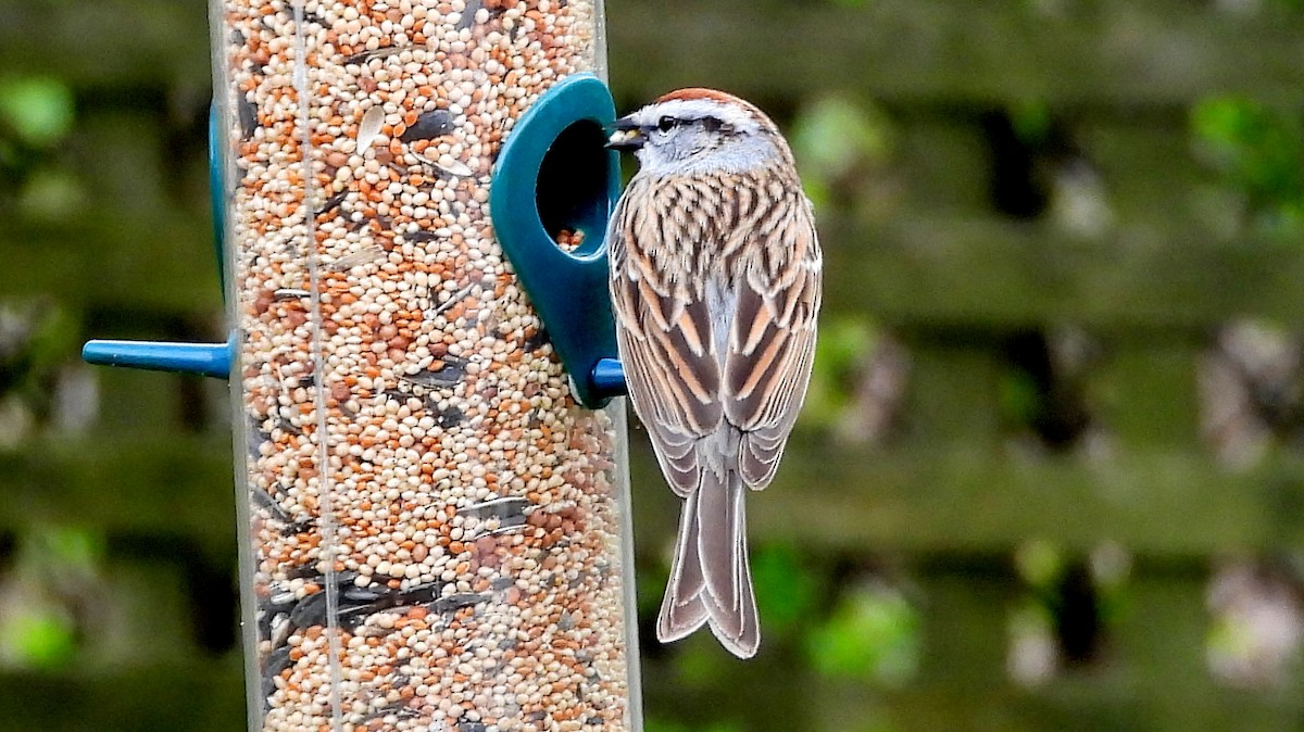 Chipping Sparrow - ML618384993