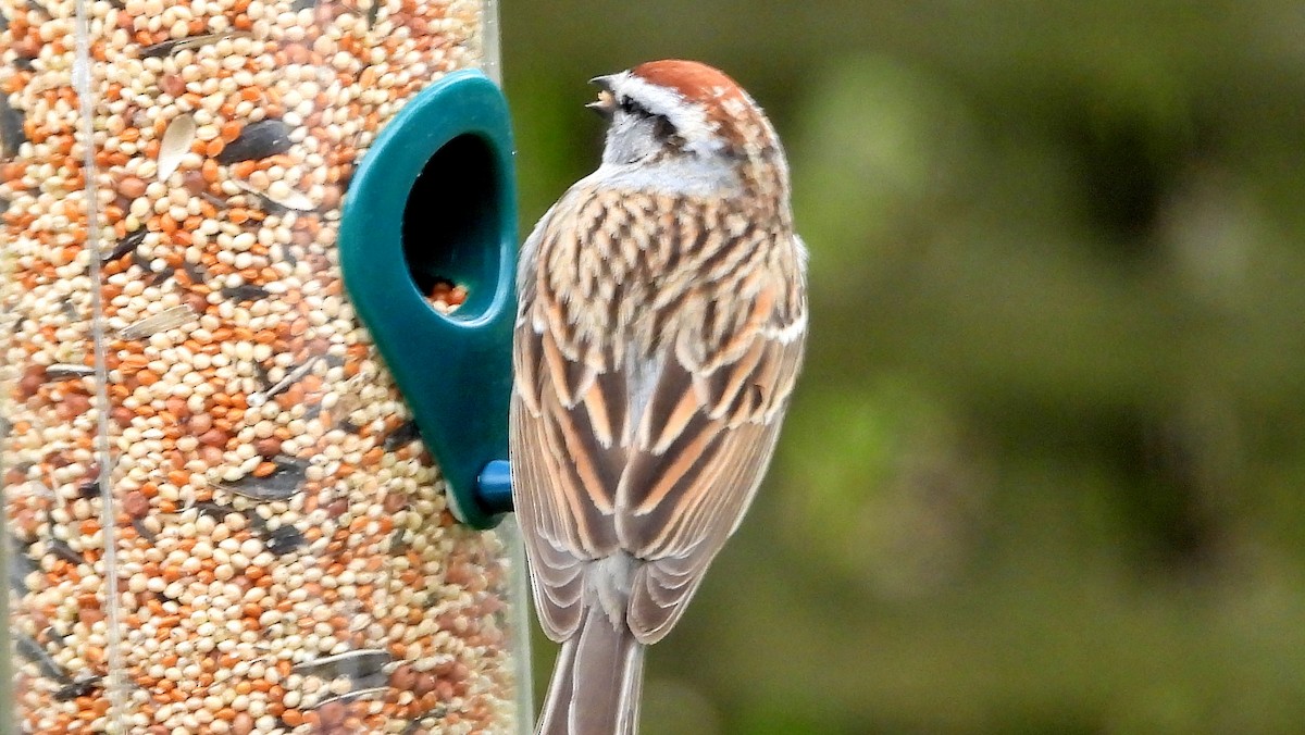 Chipping Sparrow - ML618384997