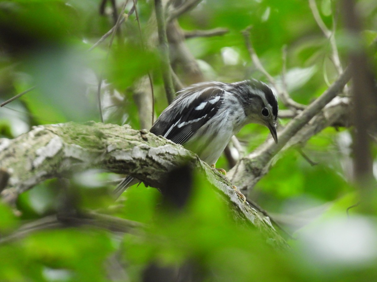 Black-and-white Warbler - ML618385001