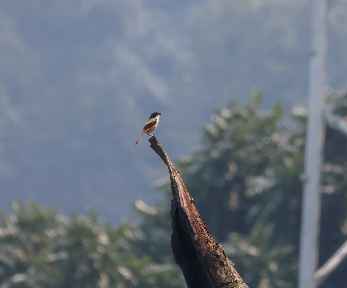 Long-tailed Shrike (tricolor/longicaudatus) - ML618385010