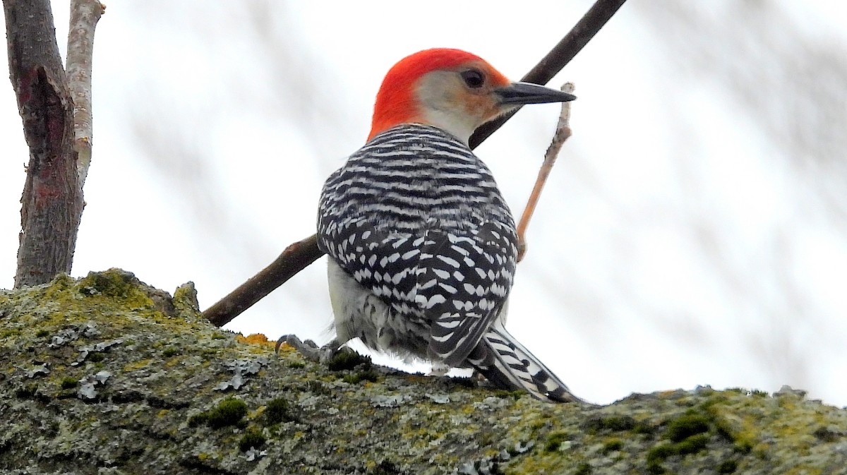 Red-bellied Woodpecker - ML618385023
