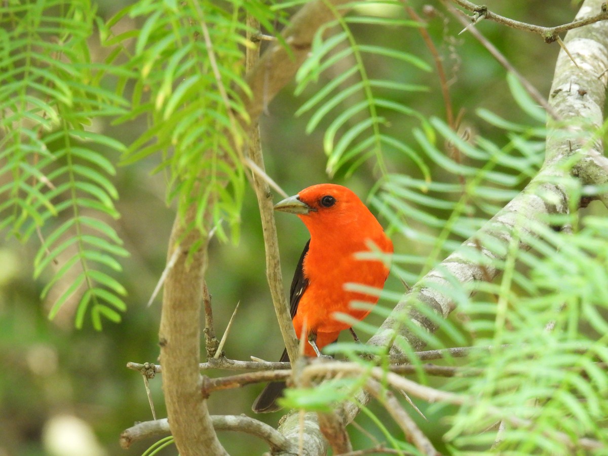 Scarlet Tanager - ML618385031