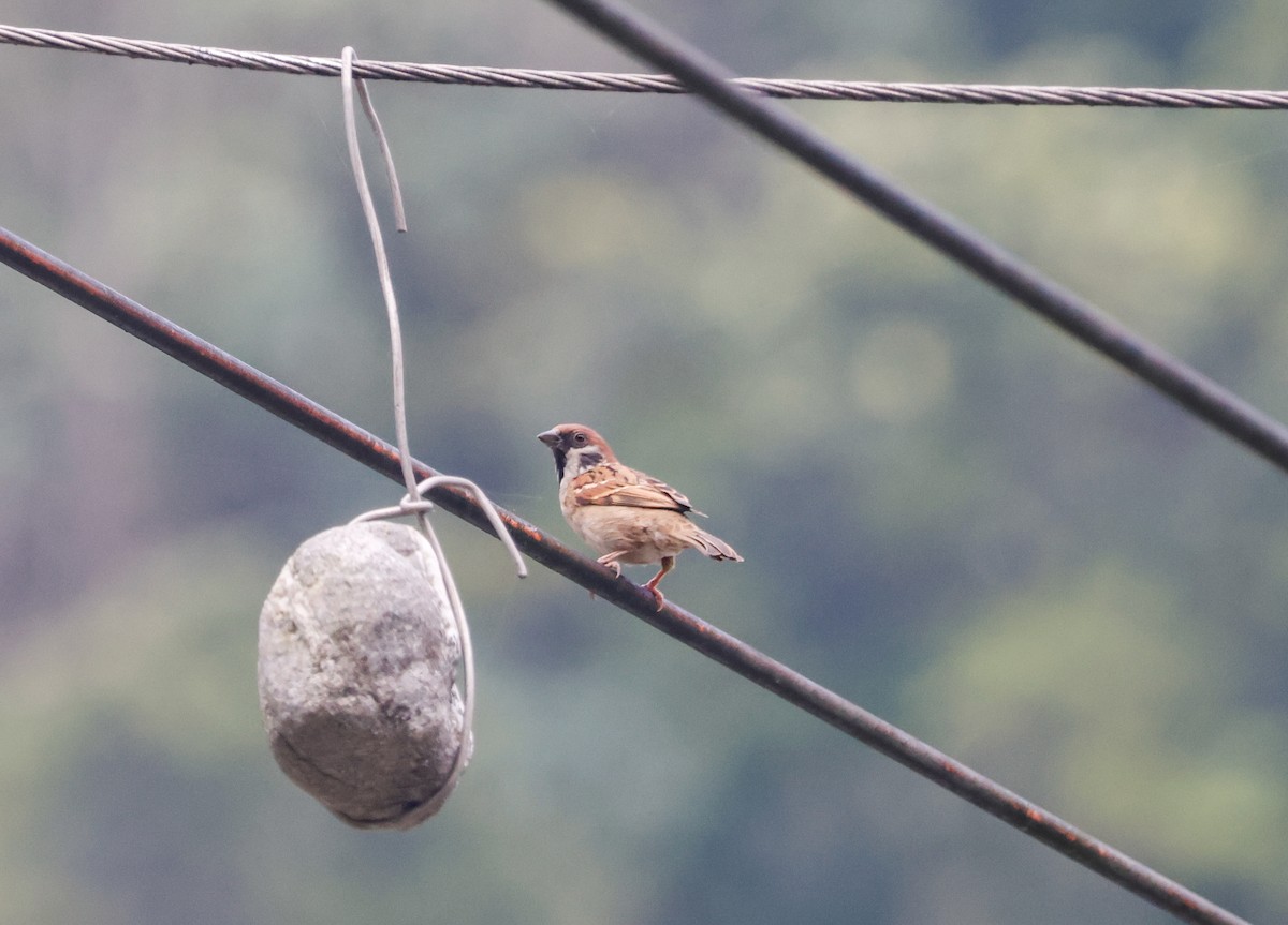Eurasian Tree Sparrow - ML618385047