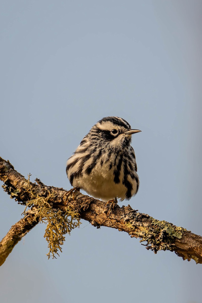 Black-and-white Warbler - ML618385050