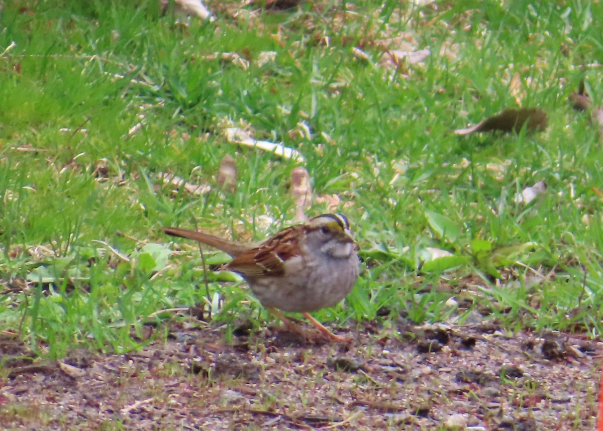 White-throated Sparrow - ML618385063