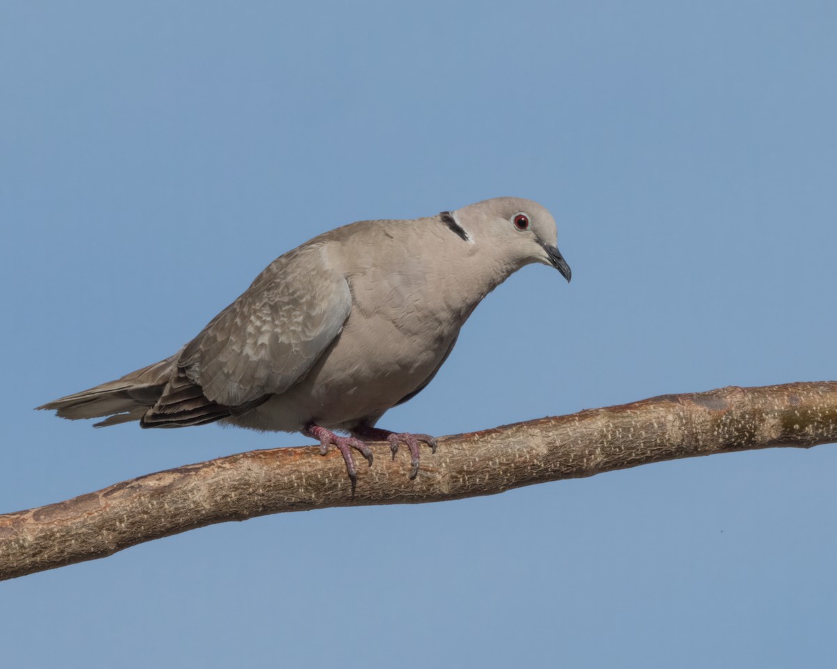 Eurasian Collared-Dove - ML618385086