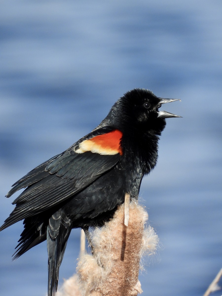 Red-winged Blackbird - ML618385102