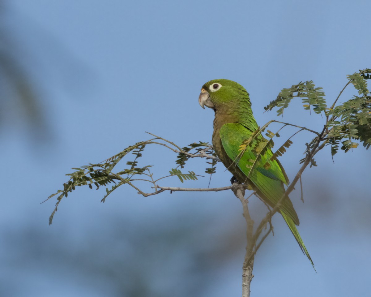 Olive-throated Parakeet - ML618385118