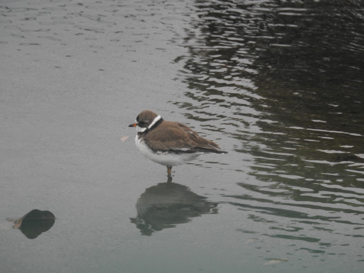 Semipalmated Plover - ML618385129