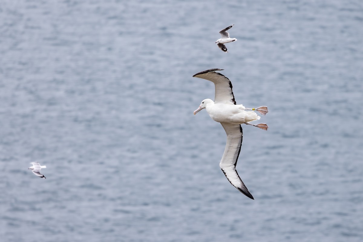 Northern Royal Albatross - ML618385130