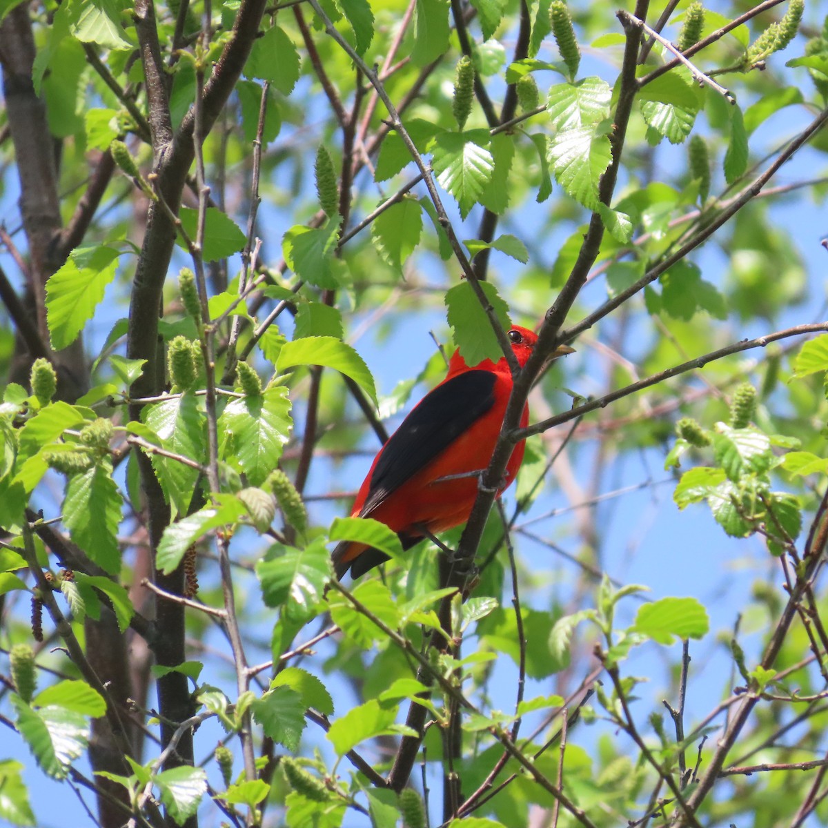 Scarlet Tanager - ML618385156