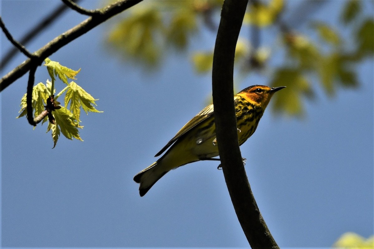 Cape May Warbler - ML618385158