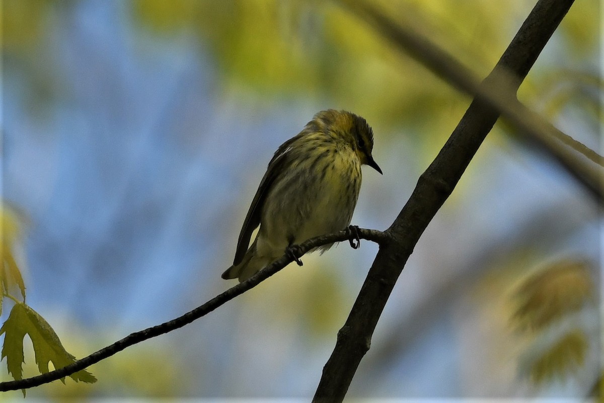 Cape May Warbler - ML618385159