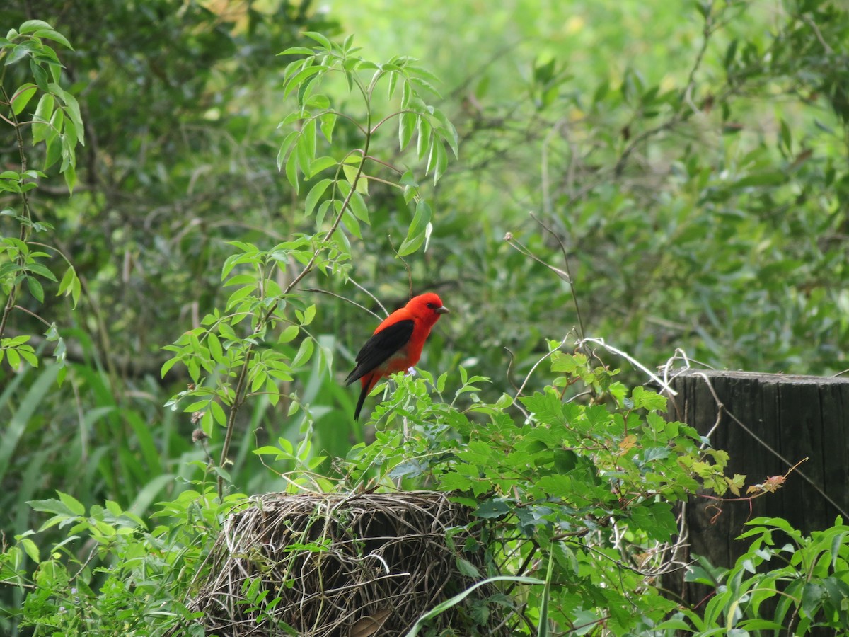 Scarlet Tanager - ML618385177