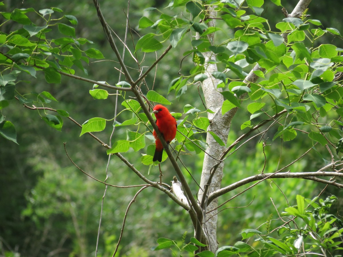 Scarlet Tanager - ML618385182