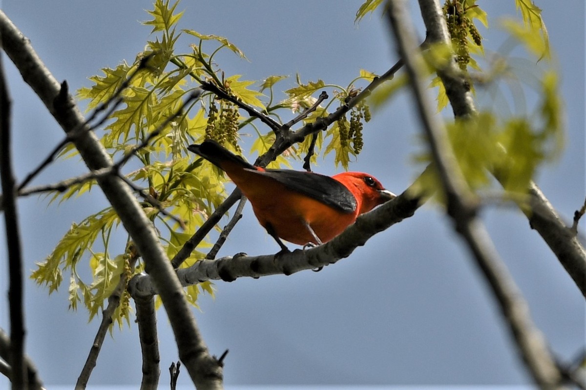 Scarlet Tanager - ML618385188