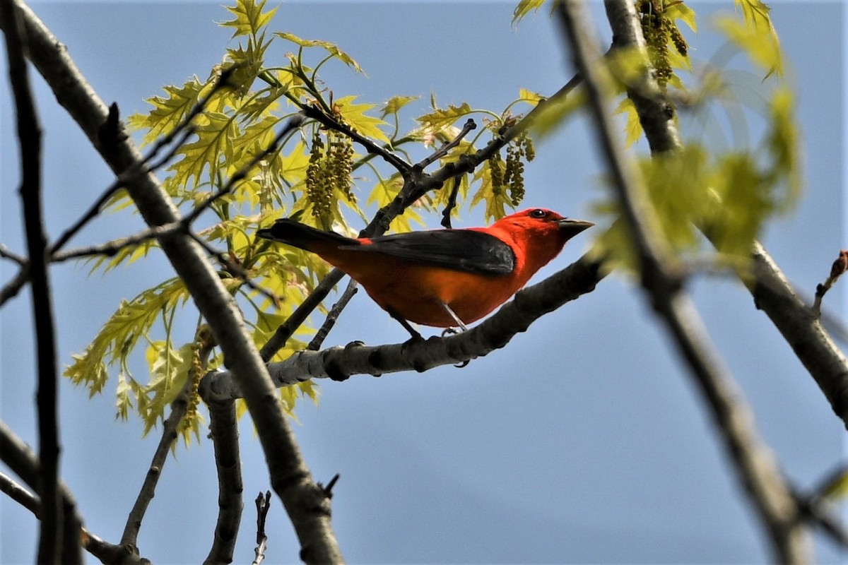 Scarlet Tanager - ML618385189