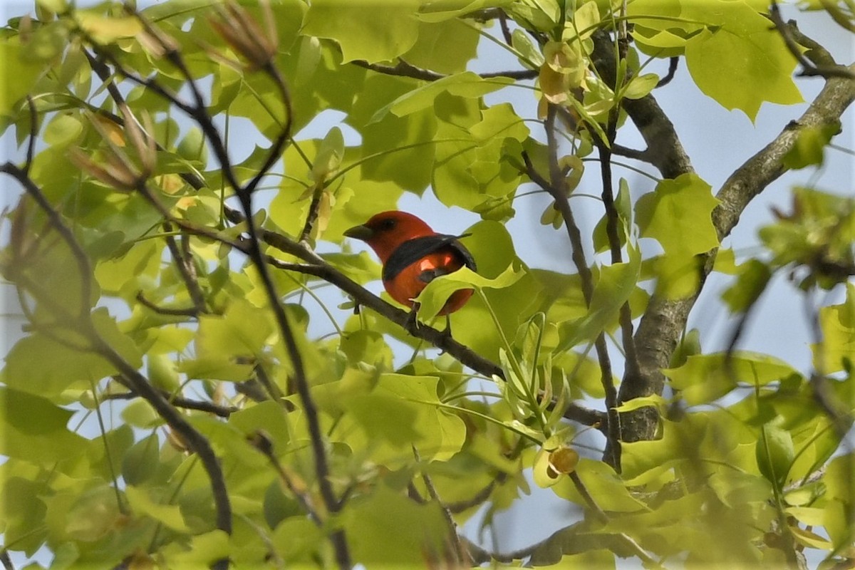 Scarlet Tanager - ML618385190