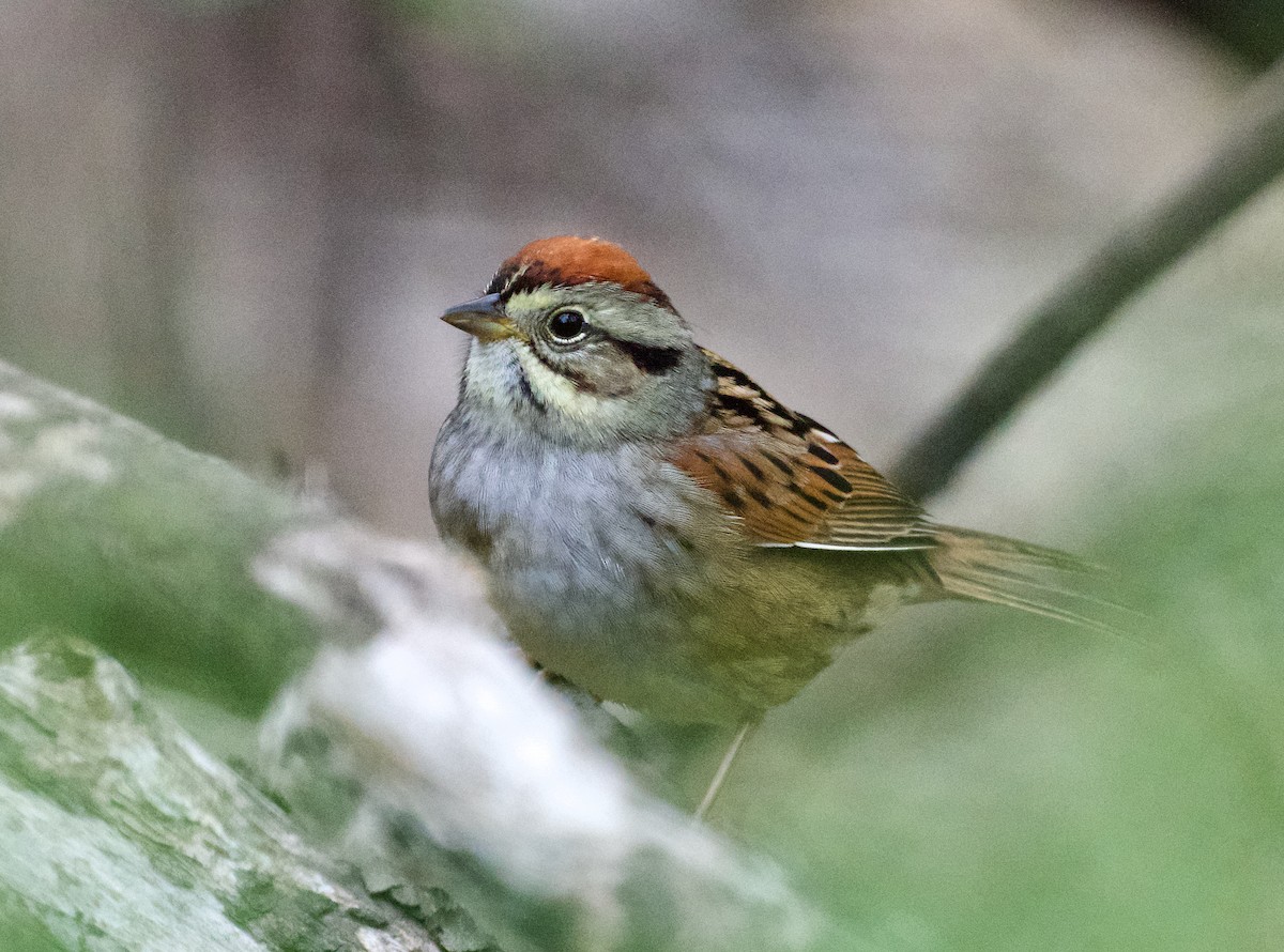 Swamp Sparrow - ML618385197