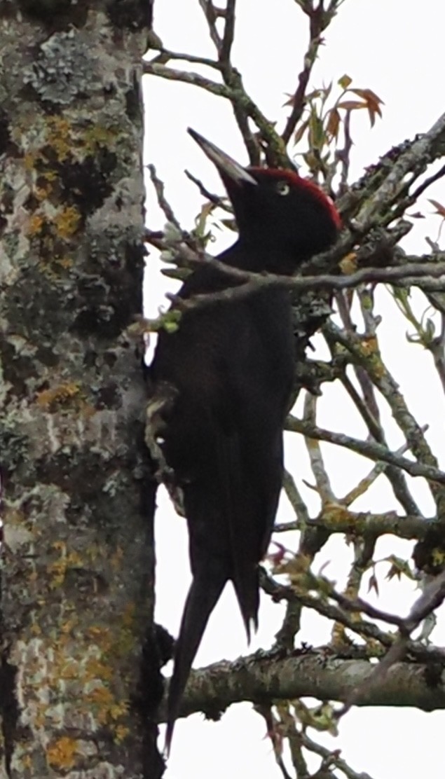Black Woodpecker - ML618385200