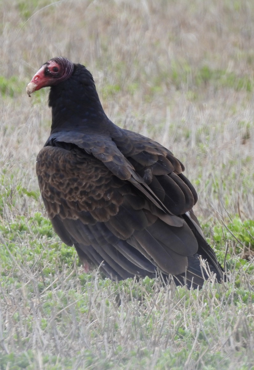 Turkey Vulture - ML618385205