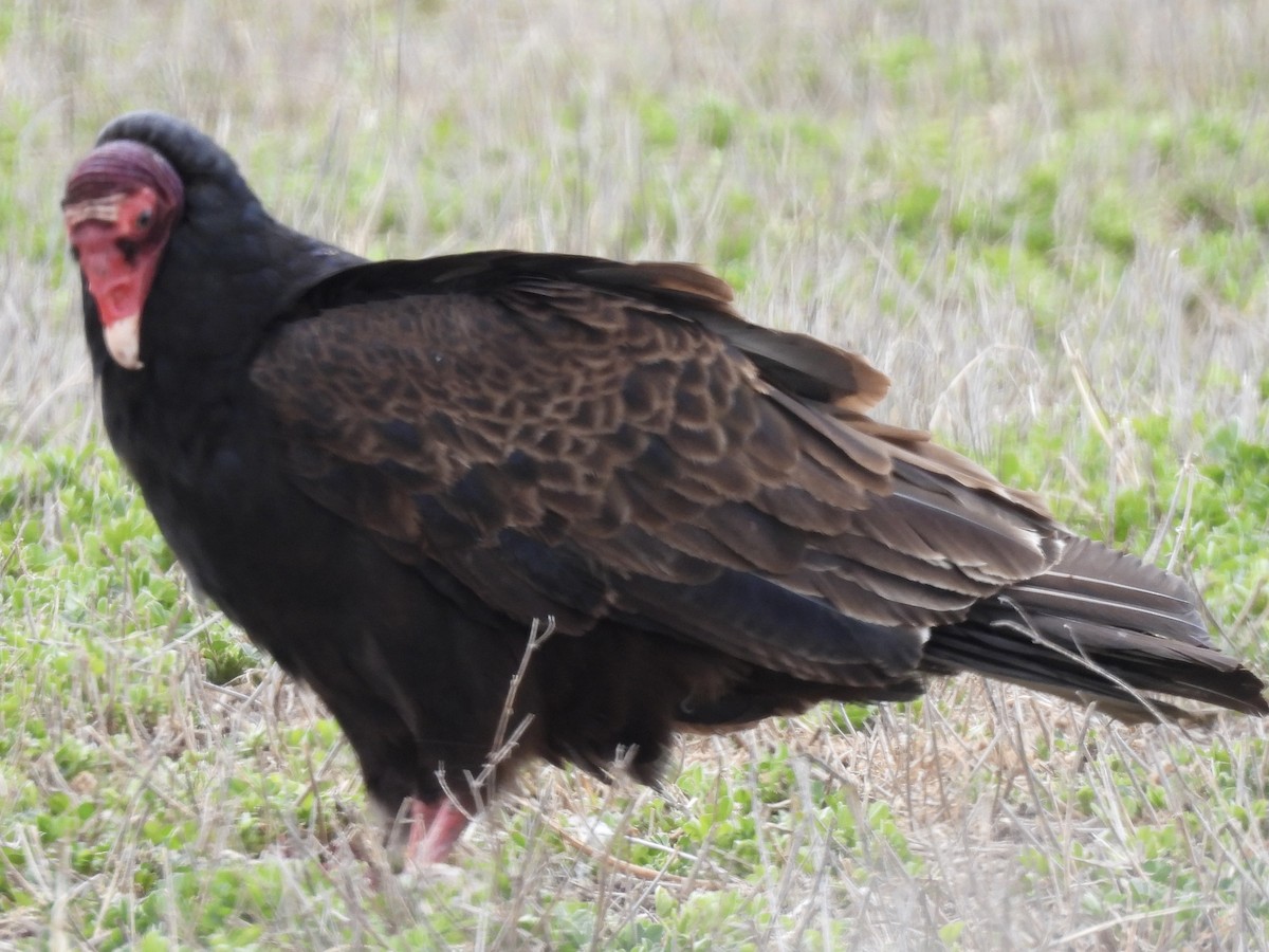Turkey Vulture - Denise Hughes