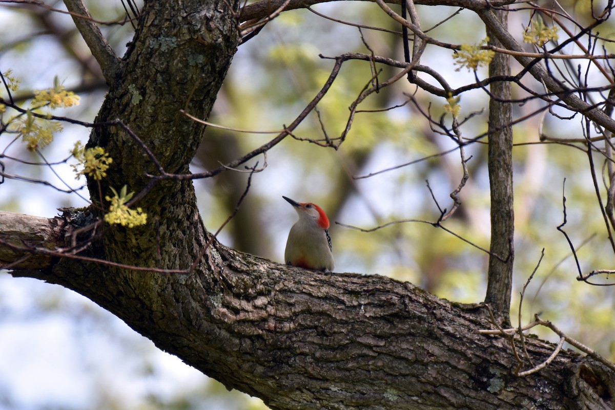 Red-bellied Woodpecker - ML618385282