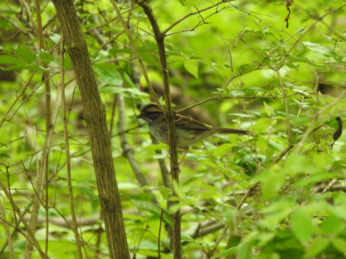 White-throated Sparrow - Ron Marek