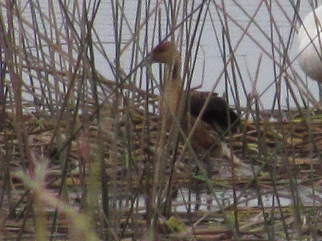 Fulvous Whistling-Duck - Hugo Rodriguez