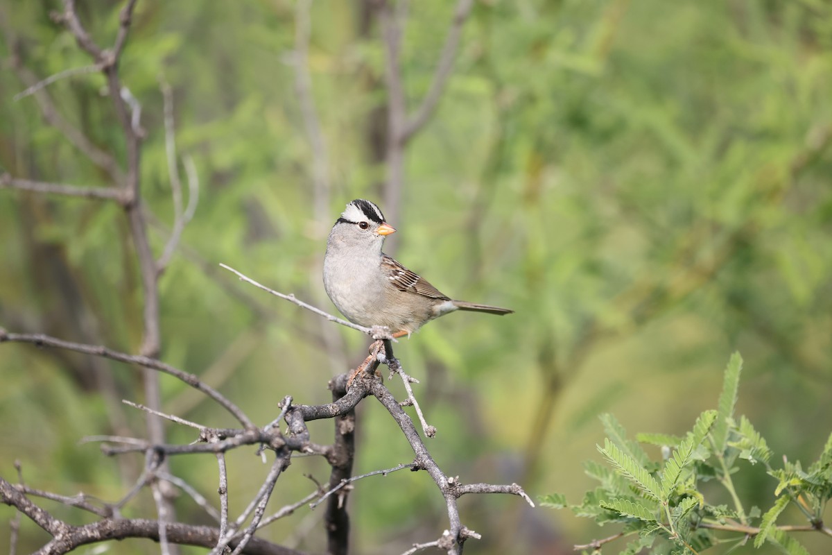 White-crowned Sparrow (Gambel's) - Brian Gibbons