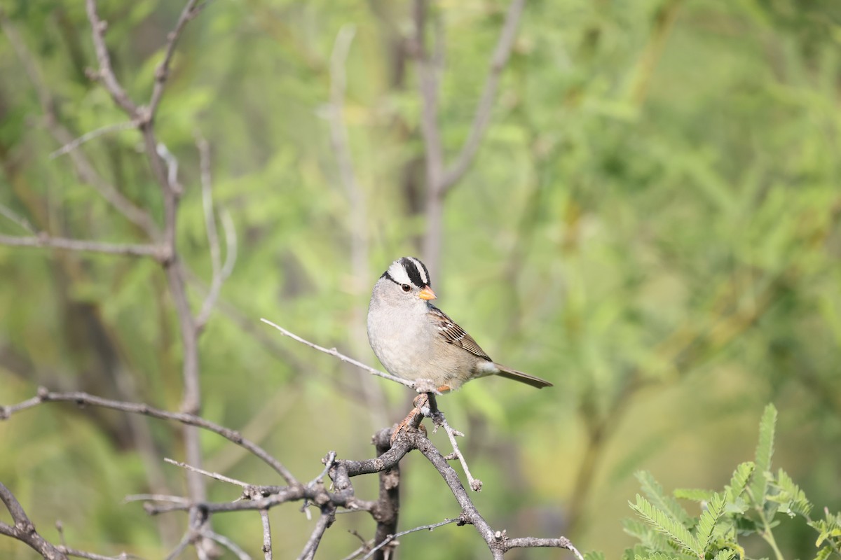 White-crowned Sparrow (Gambel's) - ML618385302