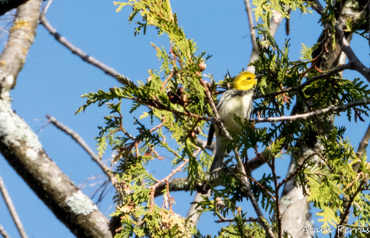 Black-throated Green Warbler - Alain Perras