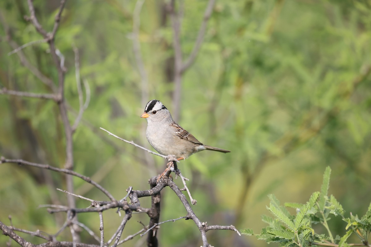 White-crowned Sparrow (Gambel's) - ML618385308