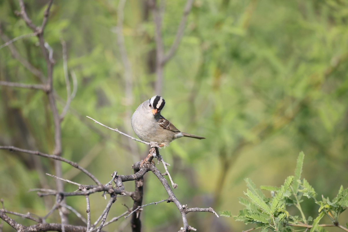 White-crowned Sparrow (Gambel's) - ML618385309