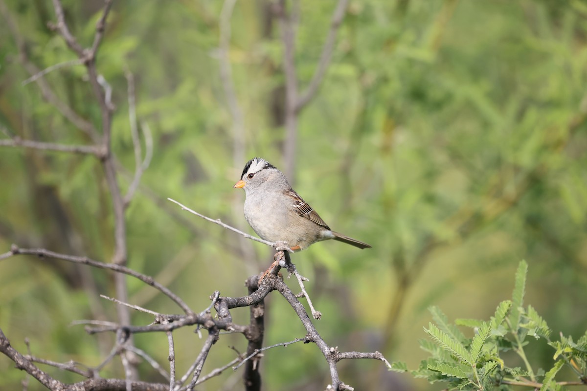 White-crowned Sparrow (Gambel's) - ML618385310