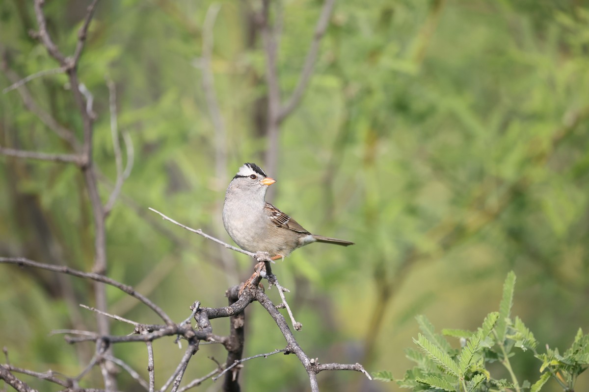 White-crowned Sparrow (Gambel's) - ML618385311
