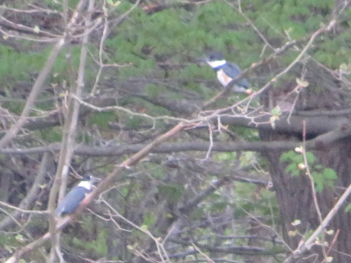 Belted Kingfisher - ML618385349