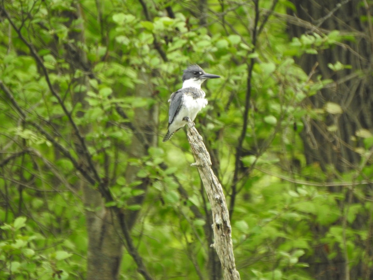 Belted Kingfisher - ML618385354