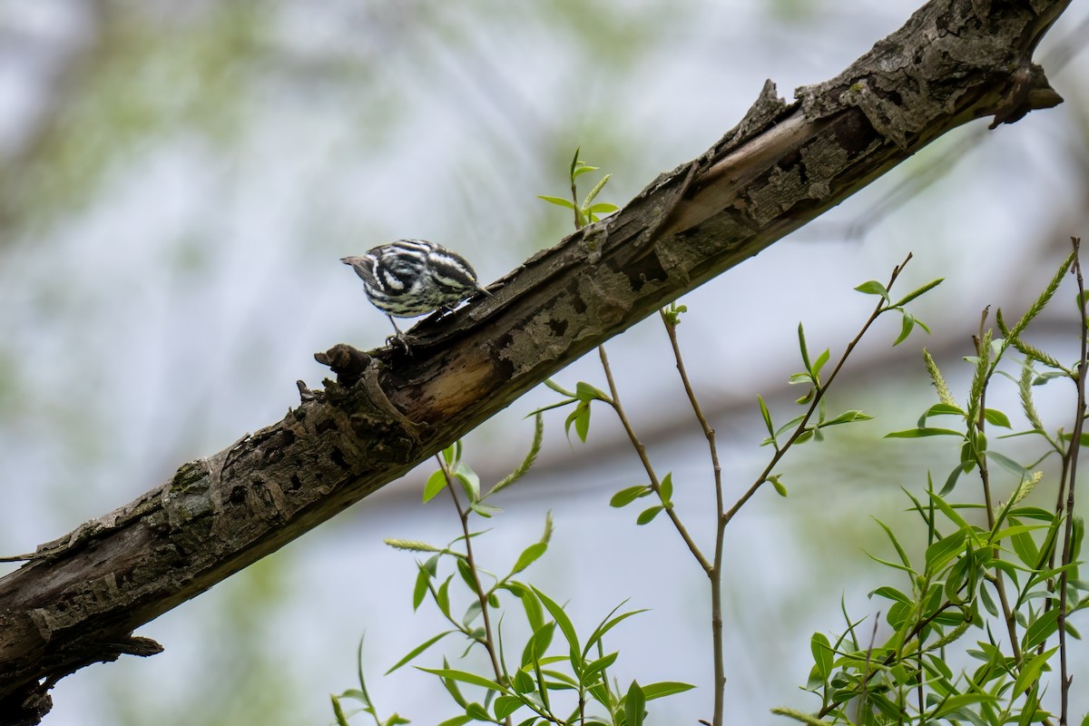 Black-and-white Warbler - ML618385402