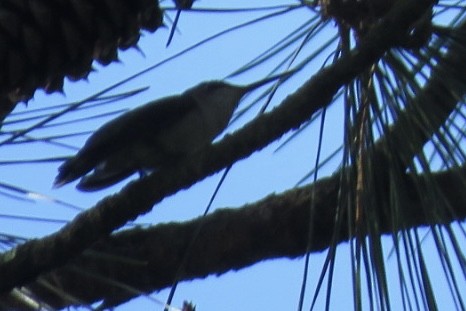 Yakut Boğazlı Kolibri - ML618385411