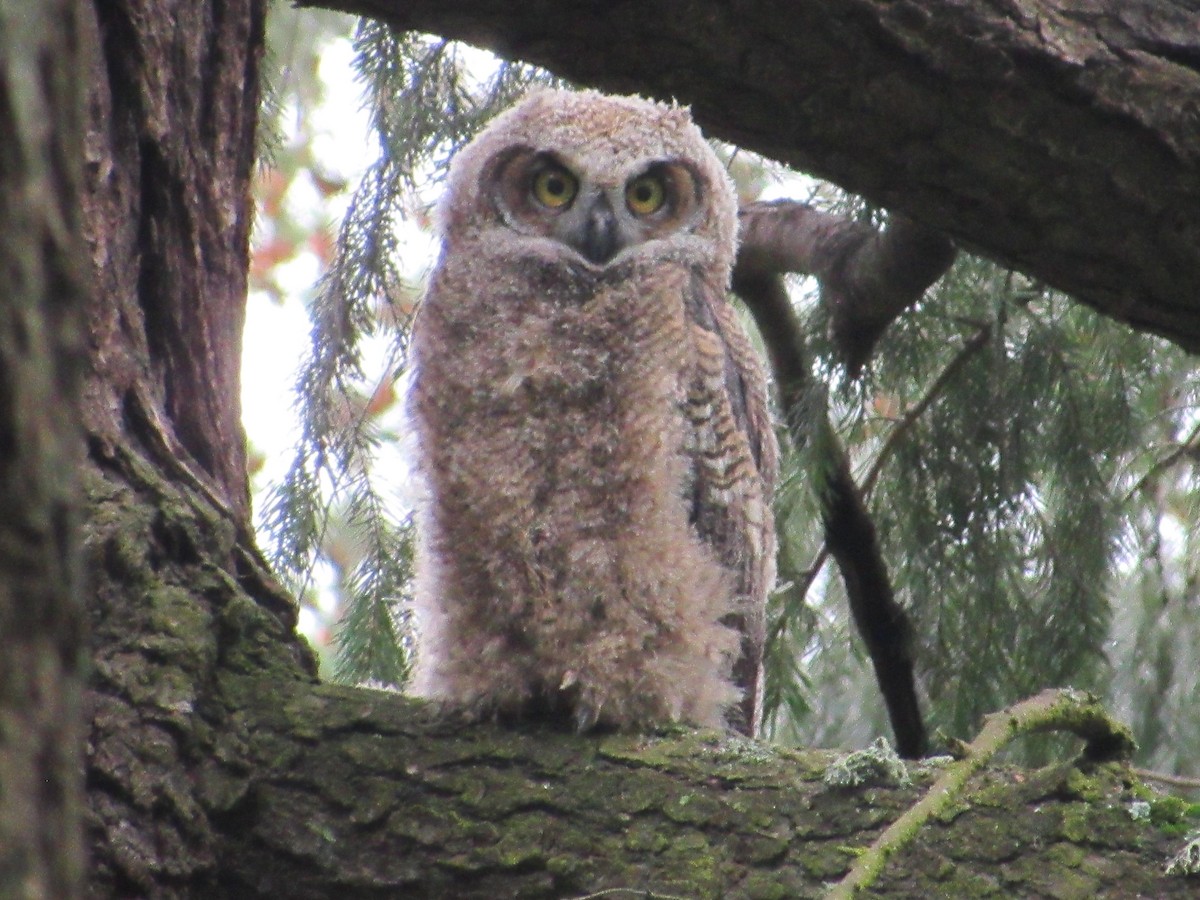 Great Horned Owl - ML618385444