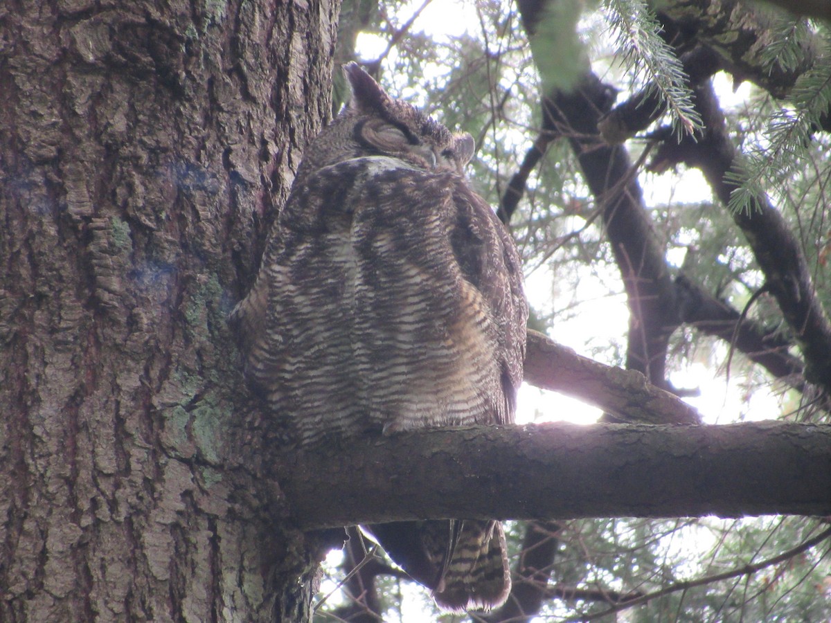 Great Horned Owl - ML618385445