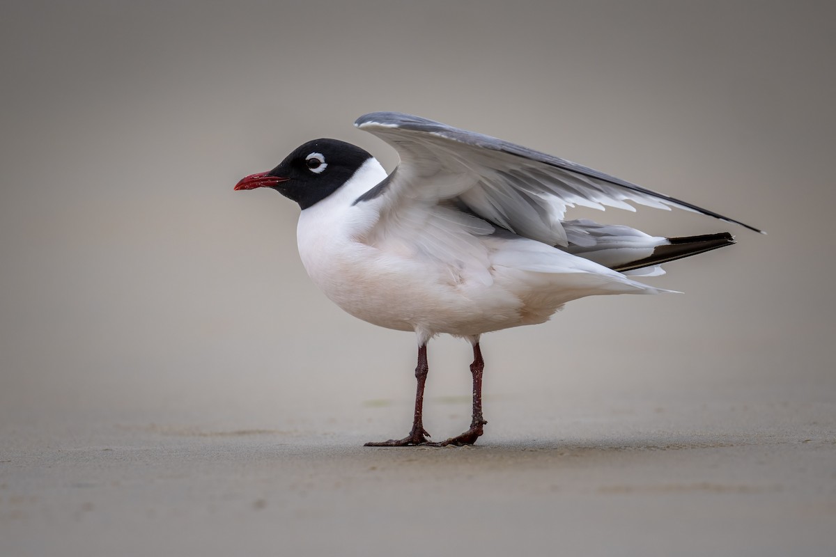 Mouette de Franklin - ML618385475