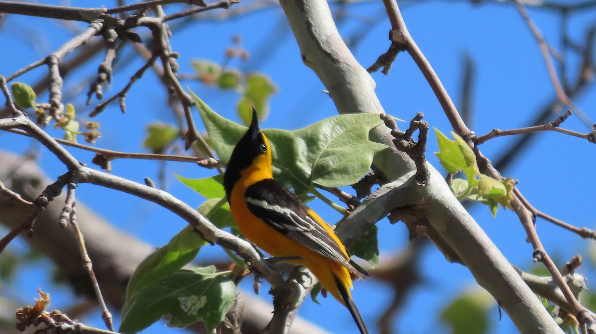 Hooded Oriole - Anne (Webster) Leight