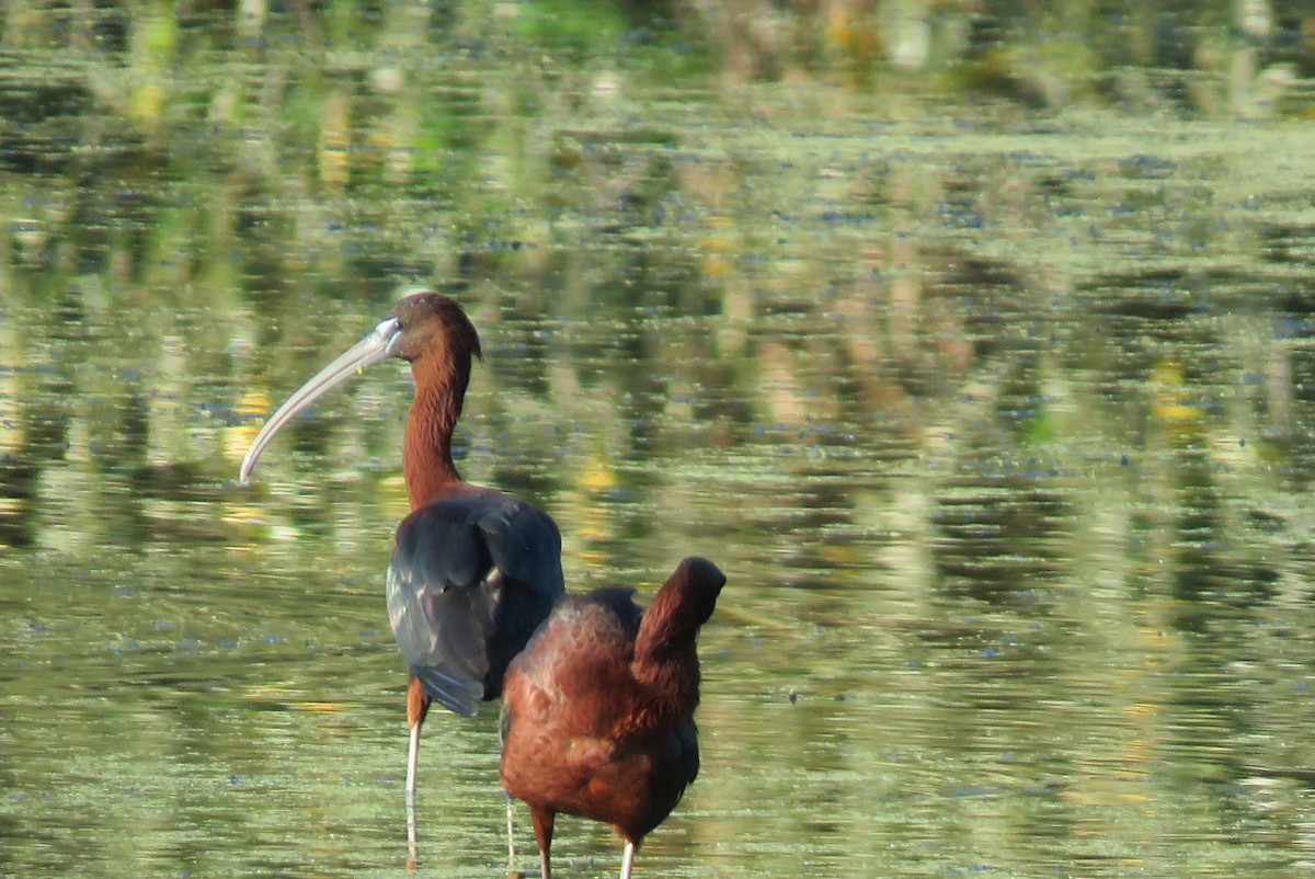 ibis hnědý - ML618385512