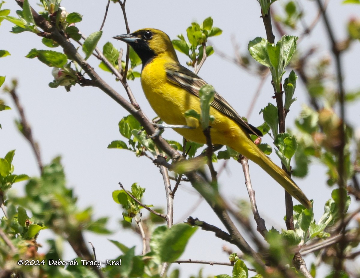 Orchard Oriole - ML618385519